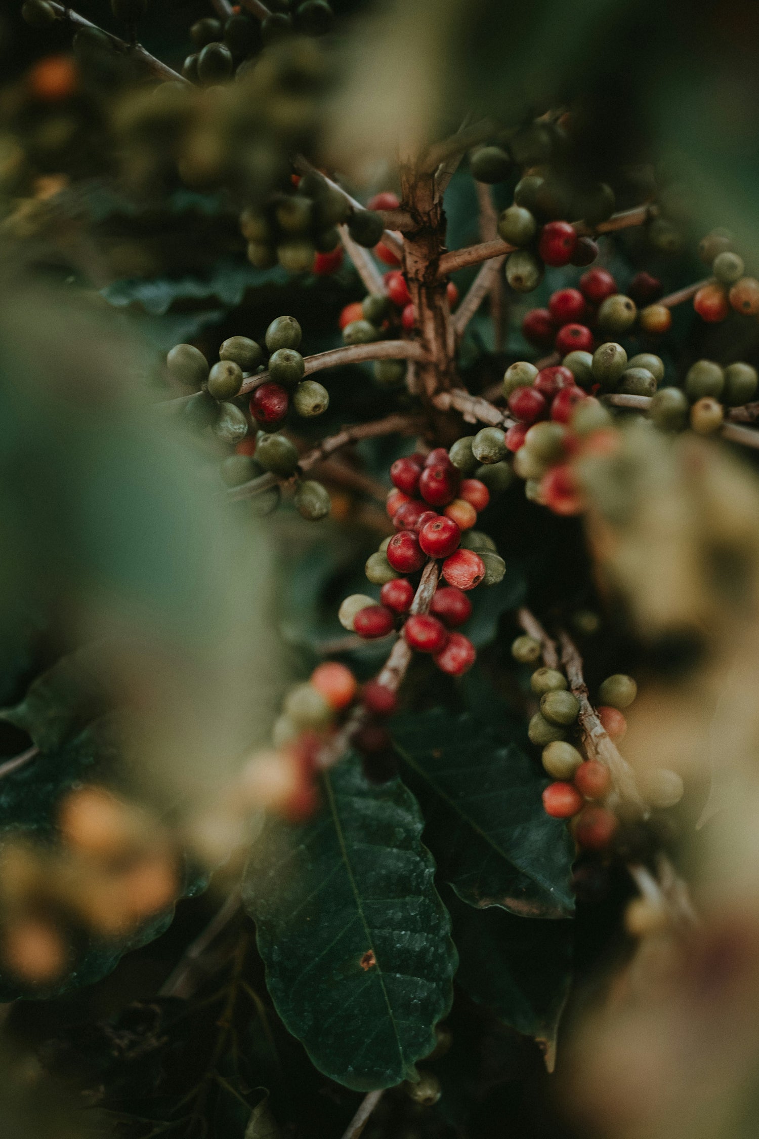 Close-up of berries and leaves with a blurred background