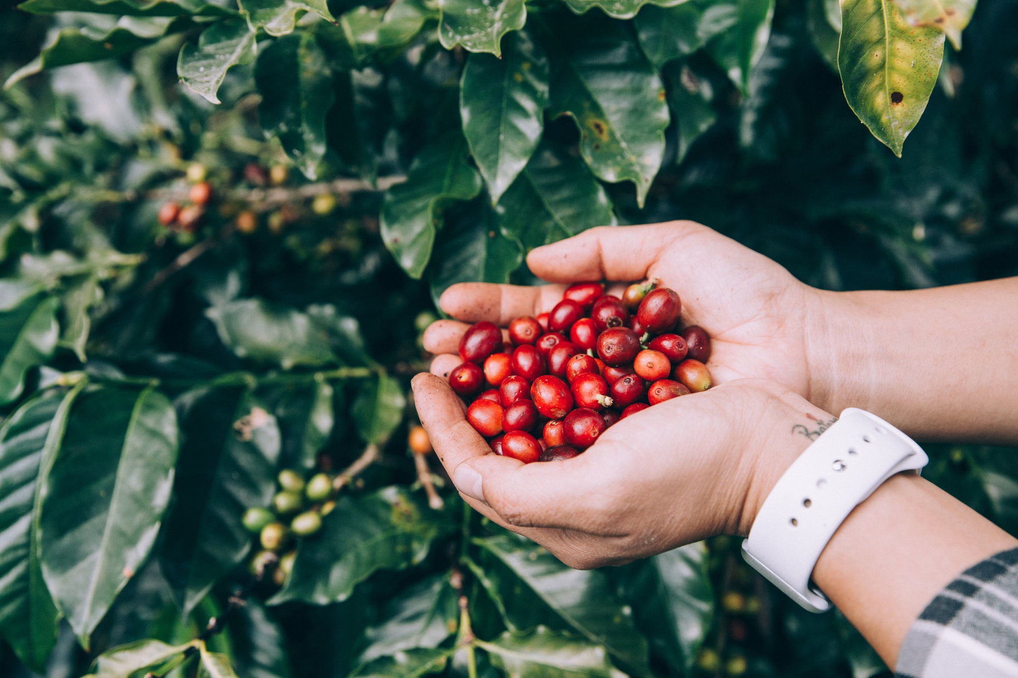 Bongo Java Roasting Co. - Organic & Better Than Fair Trade Coffee