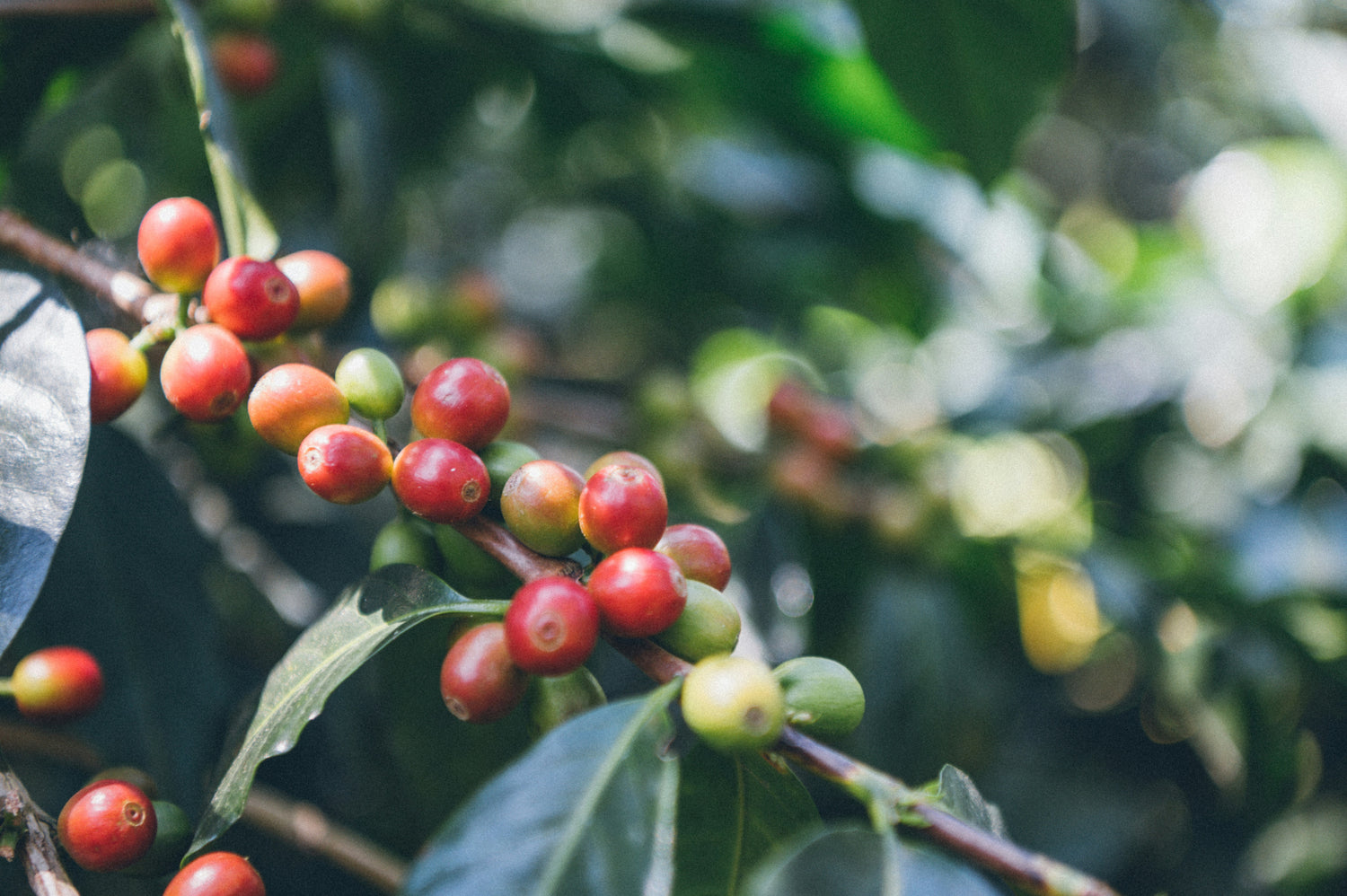 Bongo Java Roasting Co.